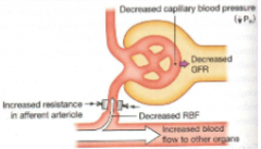 Increase resistance and decrease renal blood flow, capillary blood pressure and GFR