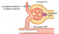 Increase resistance in efferent arteriole and decrease renal blood flow but increase capillary blood pressure and GFR