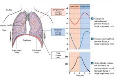 –Relative to atmospheric pressure
–In relaxed breathing, the difference between atmospheric pressure and intrapulmonary pressure is small
•About -1 mm Hg on inhalation or +1 mm Hg on exhalation