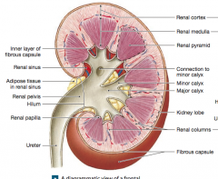 The renal medulla consists of 6 to 8 distinct triangular striations called renal pyramids. The tip of each pyramid is a region known as renal papilla which project into the renal sinus. 


It surrounds the renal sinus.