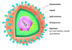 - Herpes Simplex virus
- Varicella-Zoster virus 
- Influenza A virus 
- Hepatitis B