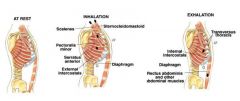 –Internal intercostal and transversus thoracis muscles
•Depress the ribs
–Abdominal muscles
•Compress the abdomen
•Force diaphragm upward