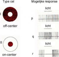 In onderstaande afbeelding staan links de receptieve velden van twee retinale ganglioncellen weergegeven. Cel I is een off-center cel en cel II is een on-center cel. Een deel van het receptieve veld van beide cellen wordt met een lichtbundel besch...