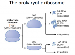 Need to know prokaryotic subunits