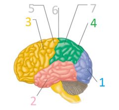 Label the image, give functions for each main lobe.