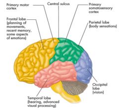 1. Occipital lobe (vision)
2. Temporal lobe (hearing, advanced visual processing)
3. Frontal lobe (planning of movements, recent memory, some emotions)
4. Parietal lobe (body sensations)
5. Primary motor cortex
6. Central sulcus
7. Primary somato...