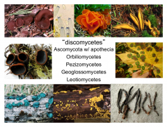 discomycetes = Ascomycota with apothecia
Orbiliomycetes - operculate
Pezizomycetes - operculate
Geoglossomycetes - inoperculate
Leotiomycetes - inoperculate