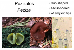 Order: Pezizales  Class: Pezizomycetes  Subphylum: Pezizomycotina  Phylum: Ascomycota
apothecial ascoma, operculate asci, 8 spores per asci