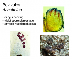 Order: Pezizales  Class: Pezizomycetes  Subphylum: Pezizomycotina Phylum: Ascomycota
Primary fruiter on dung, violet spore pigmentation, amyloid reaction of the ascus
Small yellow cups (apothecia) on dung