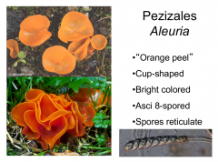 Order: Pezizales Class: Pezizomycetes  Subphylum: Pezizomycotina Phylum: Ascomycota
Orange peel fungus
reticulate spores, 8 spores per asci, apothecial, brightly colored