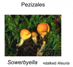 Order: Pezizales Class: Pezizomycetes  Subphylum: Pezizomycotina Phylum: Ascomycota
Stalked Aleuria