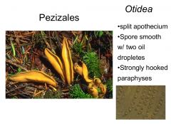 Order: Pezizales Class: Pezizomycetes  Subphylum: Pezizomycotina Phylum: Ascomycota
Donkey ear fungus
Spores with two oil droplets
Strongly hooked paraphyses