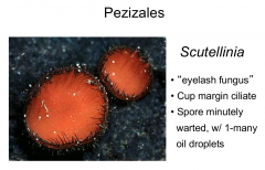 Order: Pezizales Class: Pezizomycetes  Subphylum: Pezizomycotina Phylum: Ascomycota
Eyelash fungus
Cup margin is ciliate