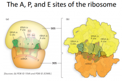 Most important sites of ribosome