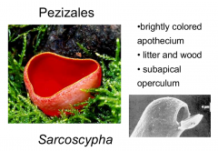 Order: Pezizales Class: Pezizomycetes  Subphylum: Pezizomycotina Phylum: Ascomycota
Looks like Aleuria but has a subapical operculum