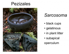Order: Pezizales Class: Pezizomycetes  Subphylum: Pezizomycotina Phylum: Ascomycota
Black cups, gelatinous, in plant litter
