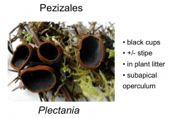Order: Pezizales Class: Pezizomycetes  Subphylum: Pezizomycotina Phylum: Ascomycota
Black cups, orange margin, +/- stipe, in plant litter