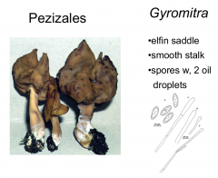 Order: Pezizales Class: Pezizomycetes  Subphylum: Pezizomycotina Phylum: Ascomycota
Elfin saddle, spores have two oil droplets, smooth stalks, the false morel