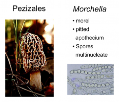 Order: Pezizales Class: Pezizomycetes  Subphylum: Pezizomycotina Phylum: Ascomycota
The Morel
Spores multinucleate, compound apothecial