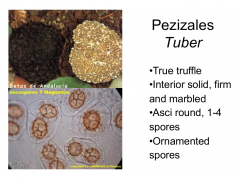 Order: Pezizales Class: Pezizomycetes  Subphylum: Pezizomycotina Phylum: Ascomycota
True truffle, spores that look like buckyballs, interior is marbled, asci 1-4 round