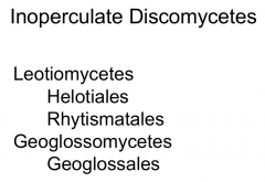 Leotiomycetes
Geoglossomycetes