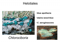 Order: Helotiales  Class: Leotiomycetes  Subpylum: Pezizomycotina  Phylum: Ascomycota
Blue apothecium, stains wood blue