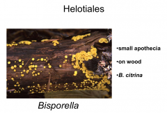 Order: Helotiales  Class: Leotiomycetes  Subpylum: Pezizomycotina  Phylum: Ascomycota
Small yellow apothecia, on wood