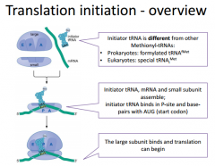 In prokaryotic translation, we will have an initiation phase, elongation and termination phase. 

Here: Initiation