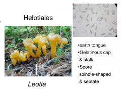 Order: Helotiales  Class: Leotiomycetes  Subphylum: Pezizomycotina  Phylum: Ascomycota
Earth tongues, gelatenous cap and stalk, spores are spindle shaped and septate