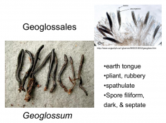Order: Geoglossales  Class: Geoglossomycetes  Subphylum: Pezizomycotina  Phylum: Ascomycota
Black earth tounge, pliant and rubbery, spathulate, dark septate spores