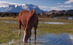 How much do horses drink per day normally? What may alter a horses water intake? Polydipsia?