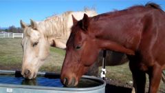 How often do horses urinate per day and in what volume? What is considered polyuria?