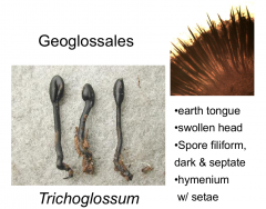 Order: Geoglossales  Class: Geoglossomycetes  Subphylum: Pezizomycotina  Phylum: Ascomycota
Like geoglossum but with a swollen head
black earth tongue, dark septae and filiform spores