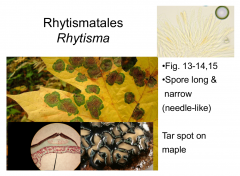 Order: Rhytismatales  Class: Leotiomycetes  Subphylum: Pezizomycotina  Phylum: Ascomycota
Tar spot on maple
Long and narrow spores