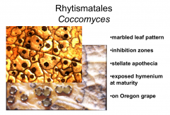 Order: Rhytismatales  Class: Leotiomycetes  Subphylum: Pezizomycotina  Phylum: Ascomycota
Causes marbled leaf pattern on Oregon grape
