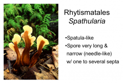 Order: Rhytismatales  Class: Leotiomycetes  Subphylum: Pezizomycotina  Phylum: Ascomycota
Spatula like
Spores are very long a narrow with one to several septa