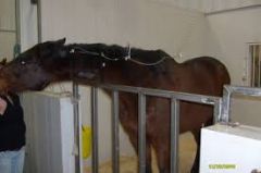 Diagnostic signs to look for when clinically examining a PUPD horse?