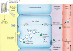 1) ADH binds to its V2 membrane receptor

2) Receptor binding activates G-protein/cAMP secondary messenger signaling

3) Aquaporin-2 (AP2) water pores become inserted into the apical membrane via phosphorylation of intracellular proteins

4) Wate...