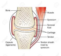 1. Muscle
2. Synovium
3. Synovial Fluid
4. Cartilage
5. Tendon
6. Tendon sheath lined by synovium
7. Capsule (ligaments)
8. Bone