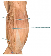 Movement: serves to compress the abdomen