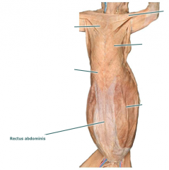 Movement: serves to compress the abdomen and flex the vertebral column in an anterior direction