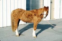 What is pathognomonic for equine cushings?