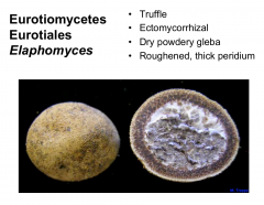 Order: Eurotiales  Class: Eurotiomycetes  Subphyla: Pezizomycotina  Phylum: Ascomycota
False truffle
Dry powdery gleba
Spores with spikes, do not look like buckyballs