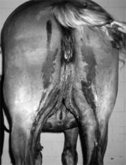 History and clinical signs of a horse with urinary incontinence?