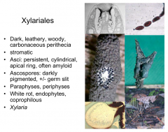 Order: Xylariales  Class: Sordariomycetes  Subphylum: Pezizomycotina  Phylum: Ascomycota
Dark, leathery, woody, carbonaceous perithecia