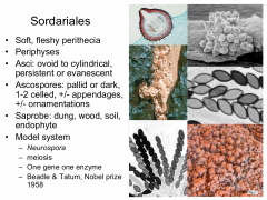 Class: Sordariomycetes  Subphylum: Pezizomycotina  Phylum: Ascomycota
Soft fleshy perithecia
Saprobe on dung, wood, soil