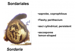 Order: Sordariales  Class: Sordariomycetes  Subphylum: Pezizomycotina  Phylum: Ascomycota
Fleshy perithecium
Ascospores are lemon shapped