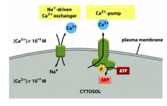 1) Na+-driven Ca2+ exchanger (plasma membrane only)
2) Ca2+ pump (uses ATP; plasma membrane & ER membrane)