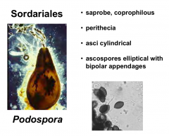 Order: Sordariales  Class: Sordariomycetes  Subphylum: Pezizomycotina  Phylum: Ascomycota
Ascospores elliptical with bipolar appendages