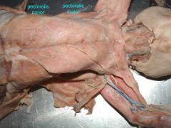 smaller than the pectoralis minor in the cat. the opposite is true in humans.
Movement: functions in the adduction and medial rotation of the arm